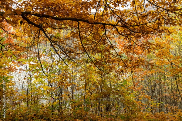 Obraz Autumn trees with yellow and red leaves on a hill above calm river reflecting forest and cloudy sky. Rural landscape photography. Autumn season and nature concept.