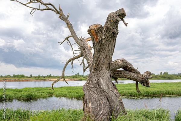 Obraz A dry tree on a high riverbank, beautiful clouds