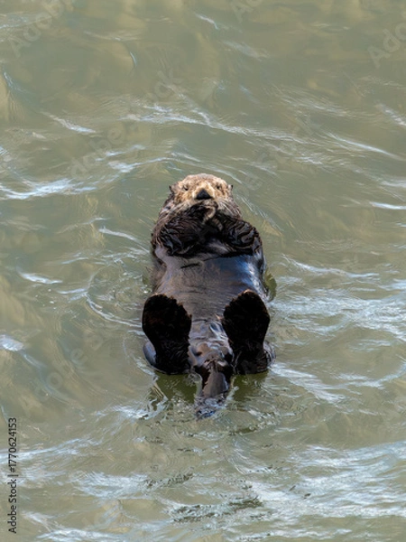 Obraz 北海道　げっ歯類　ラッコ　海獺　らっこ　猟虎　野生　海