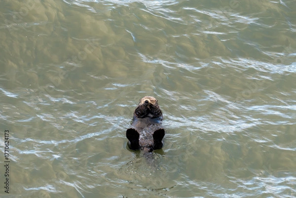 Obraz 北海道　げっ歯類　ラッコ　海獺　らっこ　猟虎　野生　海