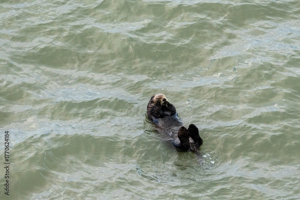 Obraz 北海道　げっ歯類　ラッコ　海獺　らっこ　猟虎　野生　海