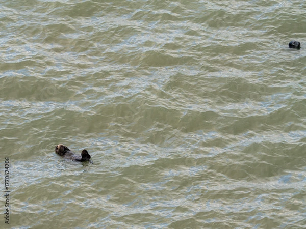Obraz 北海道　げっ歯類　ラッコ　海獺　らっこ　猟虎　野生　海
