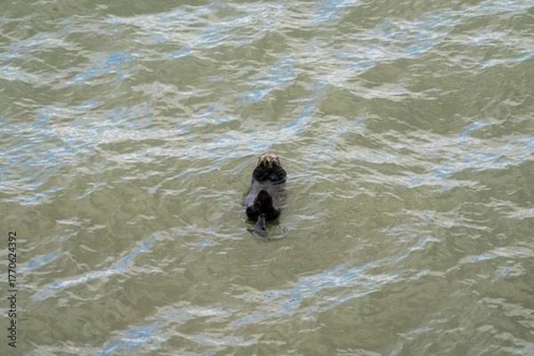 Obraz 北海道　げっ歯類　ラッコ　海獺　らっこ　猟虎　野生　海