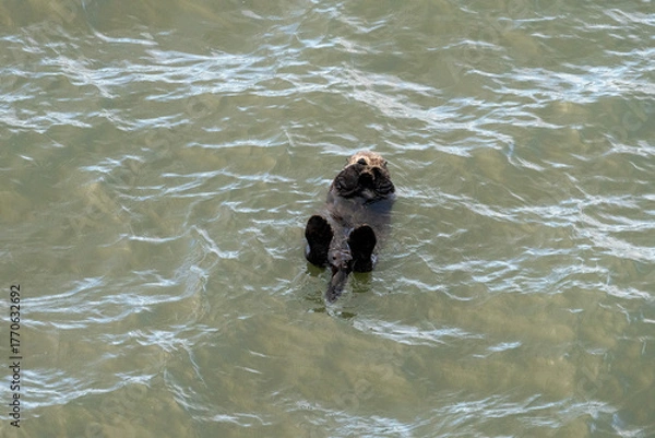 Obraz 北海道　げっ歯類　ラッコ　海獺　らっこ　猟虎　野生　海