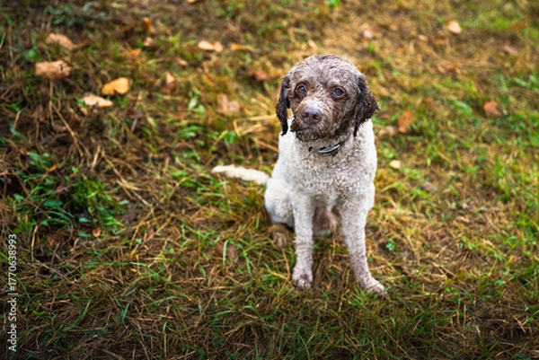 Obraz 2025-10-21 OSCAR THE LAGOTTO ROMAGNOLO TRUFFLE DOG SITTING IN A LUSH LEAF COVERED FIELD LOOKING UP WITH NICE EYES IN ZOCCO ITALY