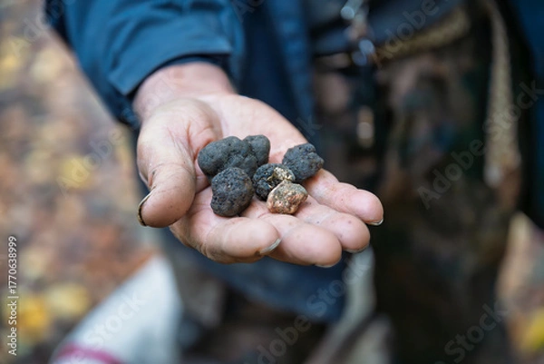 Obraz 2025-10-21 SEVERAL TRUFFLES IN THE HAND OF A DOG HANDLER IN ZOCCO ITALY AFTER A TRUFFLE HUNT WITH A BLURRY BACKGROUND
