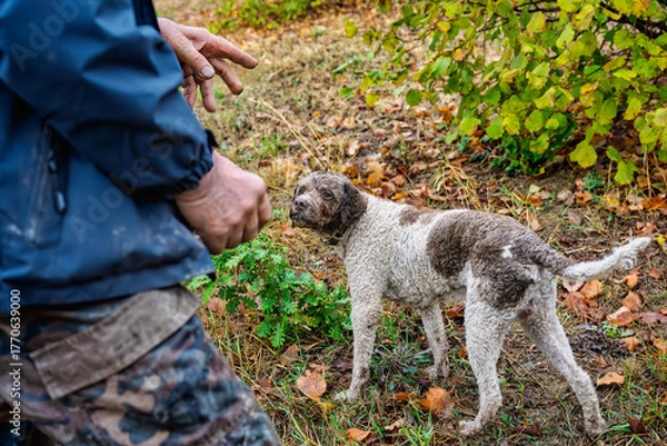 Fototapeta 2025-10-21 OSCAR THE LAGOTTO ROMAGNOLO TRUFFLE DOG STANDING IN A LUSH LEAF COVERED FIELD LOOKING AT HIS OWNER IN ZOCCO ITALY