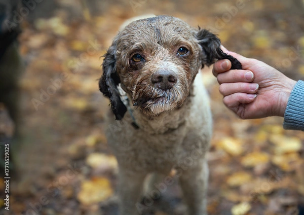 Obraz 2025-10-21 A TWO TONED LAGATTO ROMAGNOLO TRUFFLE DOG LOOKING STRAIGHT INTO THE CAMERA WITH BRIGHT EYES AND A BLURRED BACKGROUND IN ZOCCA ITALY