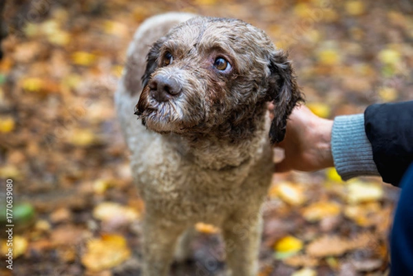 Obraz 2025-10-21 A LAGOTTO ROMAGNOLO TRUFFLE DOG LOOKING UP WITH BRIGHT EYES GETTING PETTED IN ZOCCO ITALY IN THE TUSCANY REGION