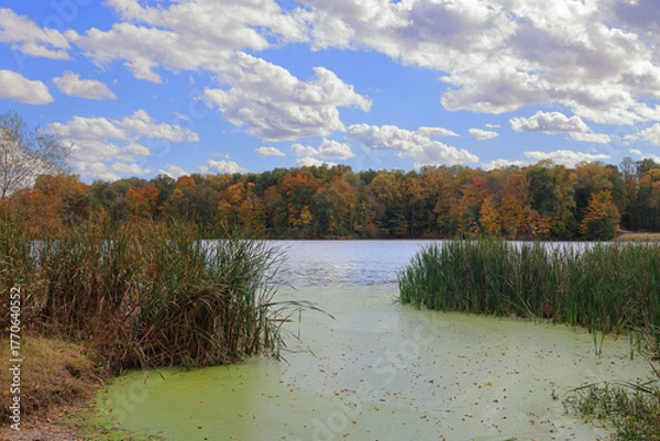 Fototapeta Trees and reeds on the shore of Stanfield Lake in early autumn with clouds in a blue sky