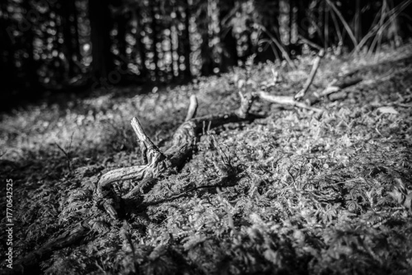 Fototapeta Eine kleine Holzwurzel liegt am moosigen Waldboden in schwarz weiss