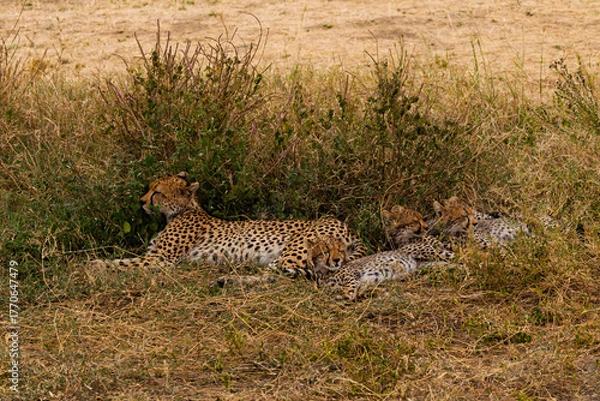 Fototapeta Serengeti National Park, Tanzania: A Cheetah Mother Rests with Her Three Cubs in the African Savannah.