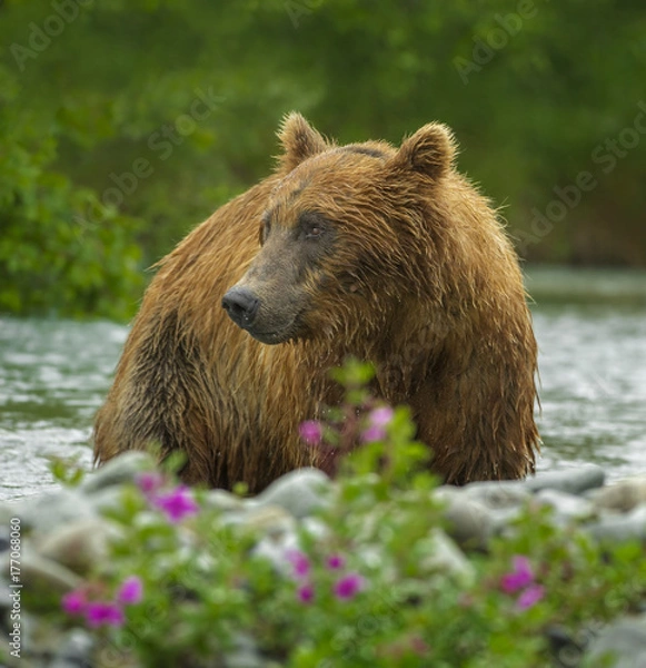 Obraz Grizzly Bear In Flowers
