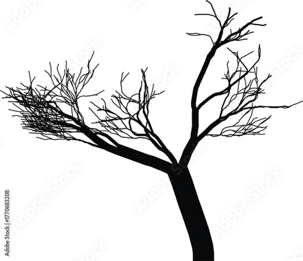 Fototapeta Silhouette of a bare, leafless tree with intricate branches against a white background