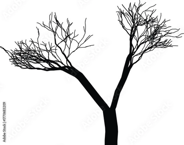 Fototapeta Silhouette of a bare, branching tree against a stark white background