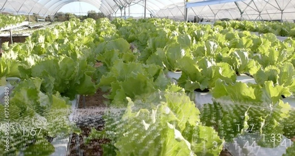 Fototapeta Showing hydroponic troughs growing lettuce inside greenhouse, with gravel paths and metal arches