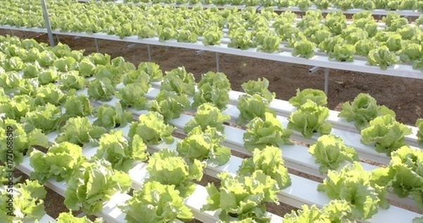 Fototapeta Growing green lettuce heads inside greenhouse in white PVC troughs, with metal racks and soil bed
