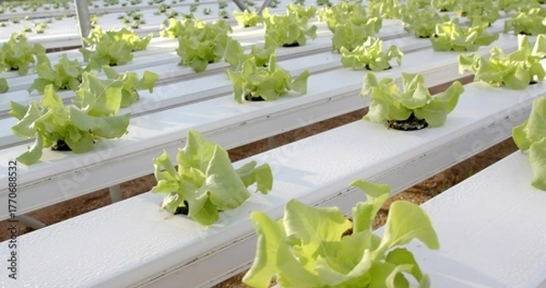 Fototapeta Growing light green lettuce head in greenhouse hydroponic channels, with dew highlighting supports