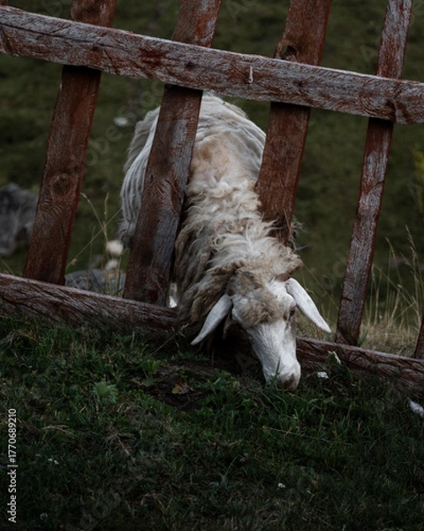 Obraz sheep on peak of the balkans trail in Albania