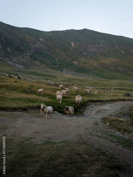 Obraz sheep on peak of the balkans trail in Albania