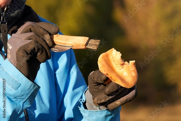 Obraz rydze w górach