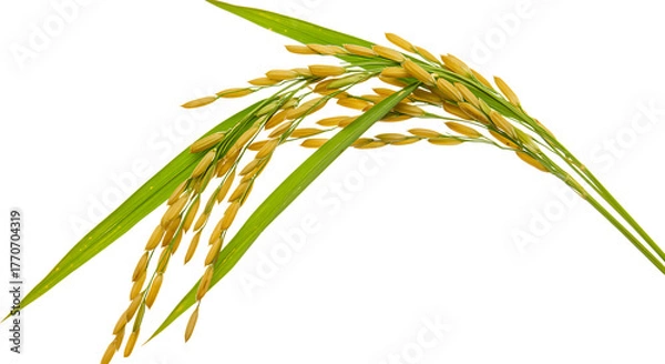 Fototapeta Close up of ripening rice paddy isolated against black background