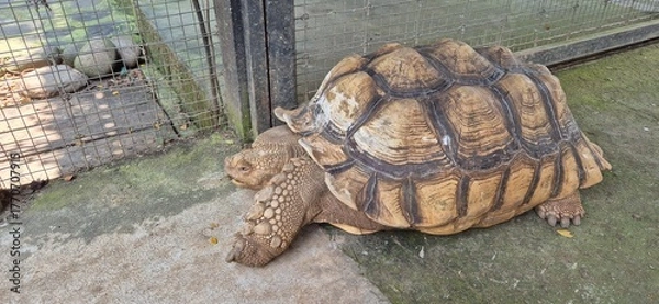Obraz Big Turtle on Walk