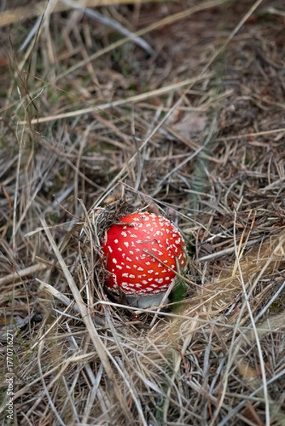 Obraz Single Amanita Muscaria Mushroom Growing in Mossy Forest Under Cloudy Natural Daylight