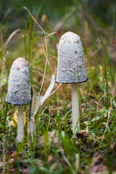 Obraz Pair of Coprinus Mushrooms in Green Grass, Wild Nature Scene with Natural Light