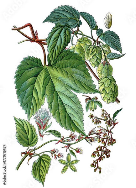 Obraz Hopfen, Humulus lupulus