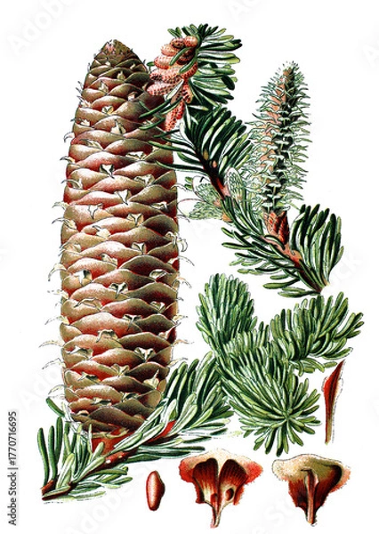 Obraz Tanne, Pinus Picea