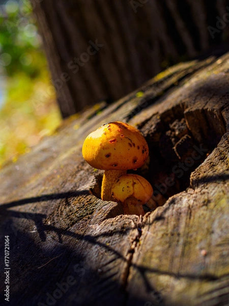 Obraz Golden scalycap pholiota aurivella on a stump in the sun's rays