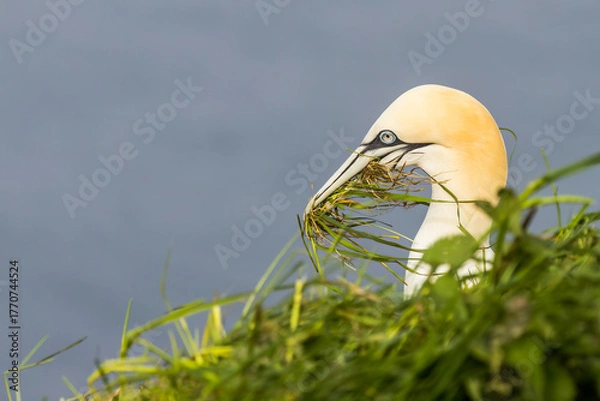 Obraz Gannet (Morus bassanus)