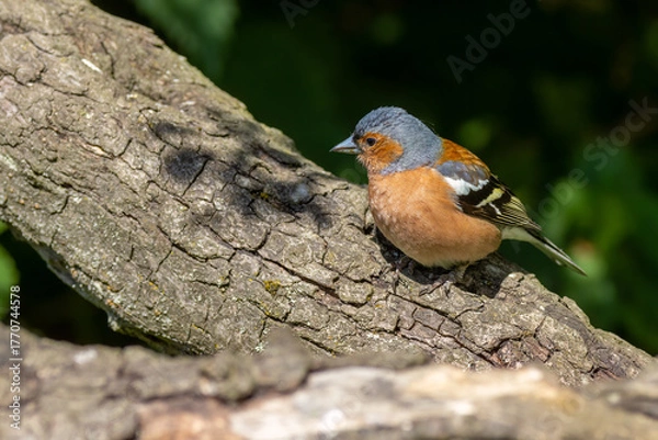 Obraz Chaffinch (Fringilla coelebs)