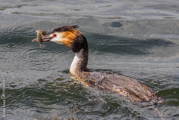 Obraz Great crested grebe (Podiceps cristatus)