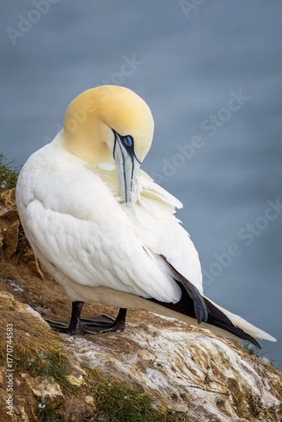 Obraz Gannet (Morus bassanus)