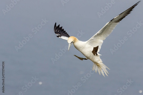 Obraz Gannet (Morus bassanus)