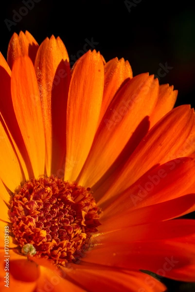 Fototapeta Pot marigold macro