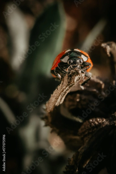 Fototapeta ladybug on a leaf