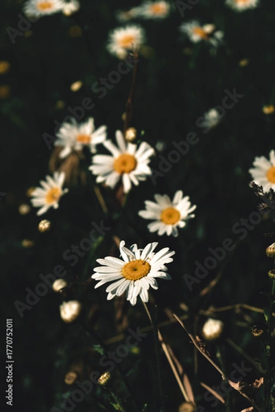 Obraz daisy flower on  black