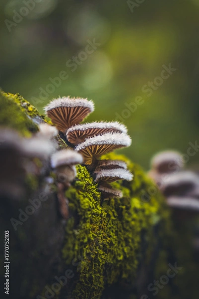 Obraz Moushrom close-up