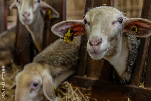 Fototapeta Gros plan sur des moutons dans une ferme, capturant les détails de leur laine et l’ambiance rustique et authentique de la vie rurale.