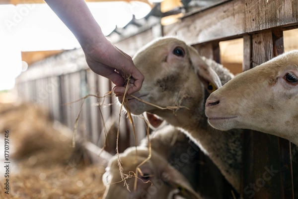Fototapeta Gros plan sur des moutons dans une ferme, capturant les détails de leur laine et l’ambiance rustique et authentique de la vie rurale.