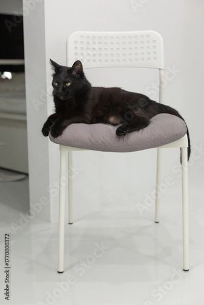 Fototapeta Black cat lounging on a modern chair with soft cushion in a minimalist interior setting