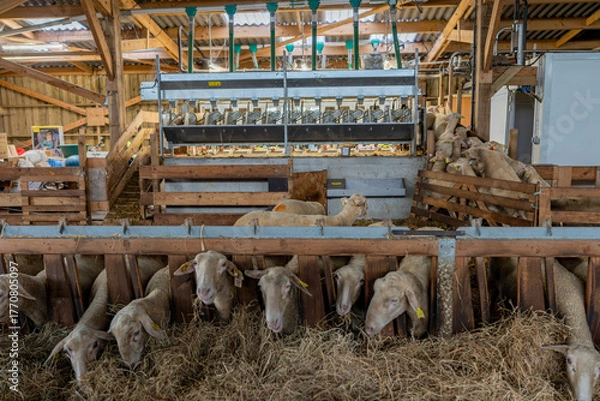 Fototapeta Vue sur les brebis se dirigeant vers la machine à traire dans une ferme, illustrant le moment de la traite mécanique et l’organisation d’un élevage moderne.