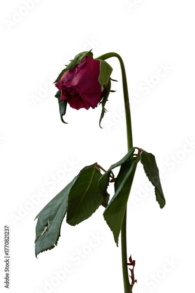 Obraz Wilted rose isolated on transparent background.