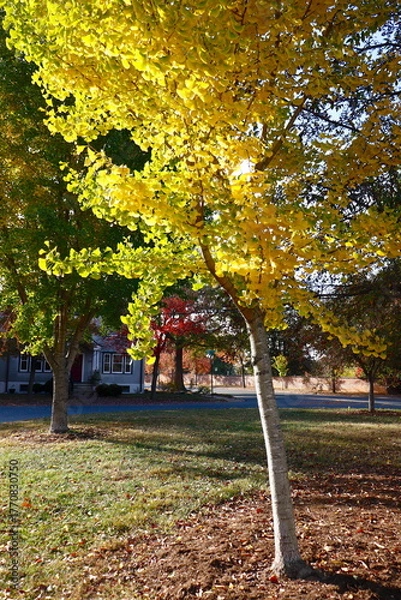 Fototapeta Yellow Leaves of Ginkgo Tree in Autumn