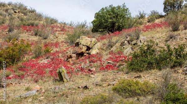 Fototapeta Beautiful red sumac on the hill in the Waterton Canyon, Rocky Mountains, in Littleton, Colorado