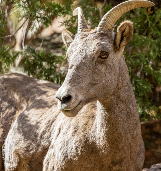 Fototapeta Wild Bighorn Sheep in the Waterton Canyon, Rocky Mountains, in Littleton, Colorado