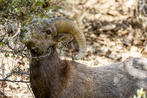 Fototapeta Wild Bighorn Sheep in the Waterton Canyon, Rocky Mountains, in Littleton, Colorado